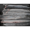 Seafrozen Sailfish black Marlin fish DWT HGT